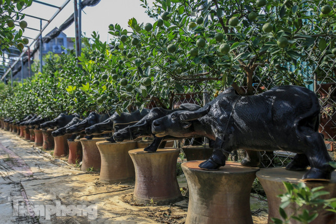 Độc đáo quất bonsai 'ngự' trên lưng trâu giá chục triệu ảnh 3