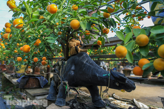 Độc đáo quất bonsai 'ngự' trên lưng trâu giá chục triệu ảnh 9