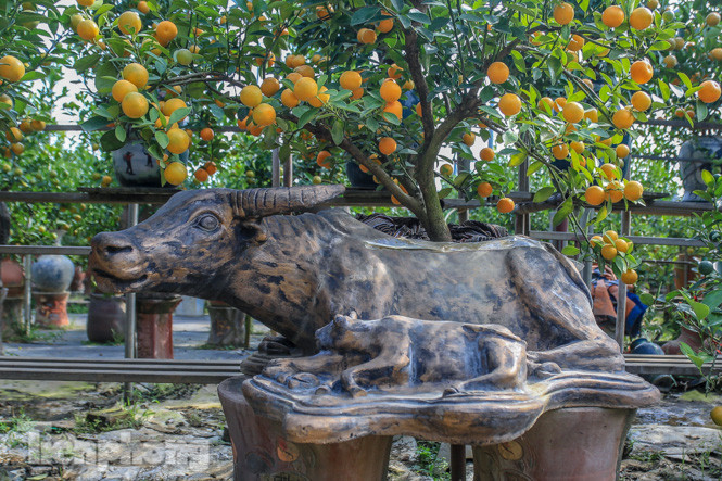 Độc đáo quất bonsai 'ngự' trên lưng trâu giá chục triệu ảnh 5