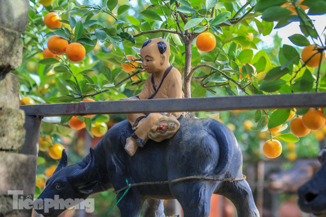 Độc đáo quất bonsai 'ngự' trên lưng trâu giá chục triệu ảnh 8