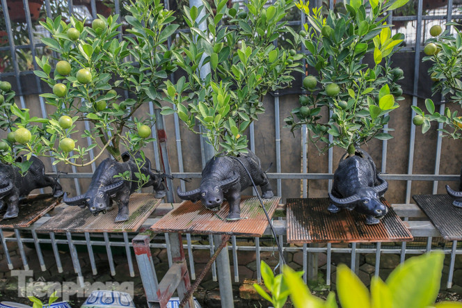 Độc đáo quất bonsai 'ngự' trên lưng trâu giá chục triệu ảnh 10