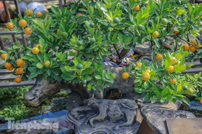 Độc đáo quất bonsai 'ngự' trên lưng trâu giá chục triệu ảnh 7