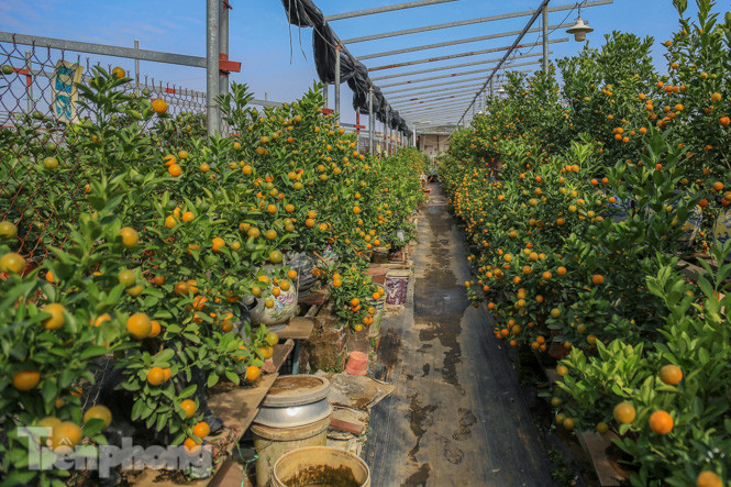 Độc đáo quất bonsai 'ngự' trên lưng trâu giá chục triệu ảnh 1