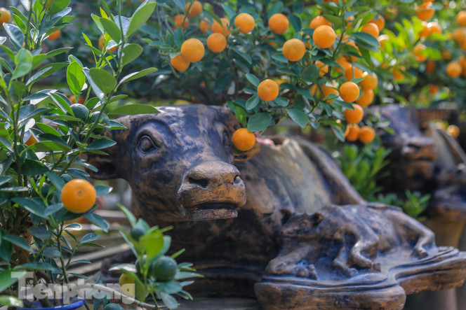 Độc đáo quất bonsai 'ngự' trên lưng trâu giá chục triệu ảnh 4