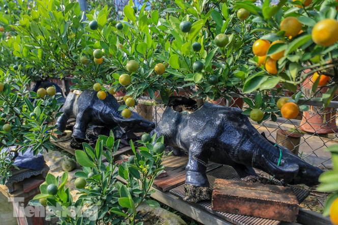 Độc đáo quất bonsai 'ngự' trên lưng trâu giá chục triệu ảnh 2