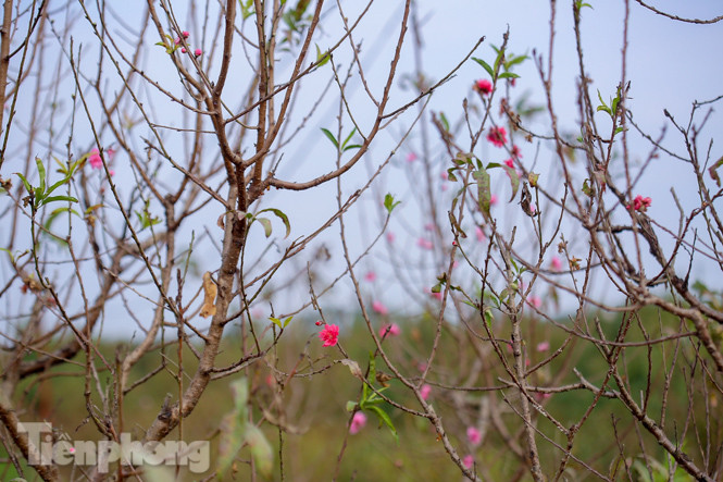 Đào nở sớm trước hai tháng, bắt đầu xuống phố đón Tết Dương lịch ảnh 9