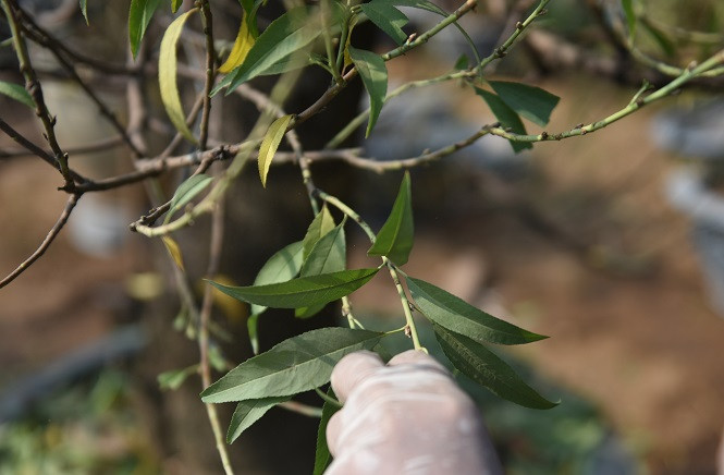 Dân làng đào Nhật Tân tất bật tuốt lá cho hoa nở đúng Tết Nguyên đán ảnh 13