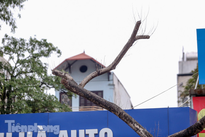 Số phận 7 cây sưa ‘bạc tỷ’ chết khô trên đường Nguyễn Văn Huyên ra sao? ảnh 5