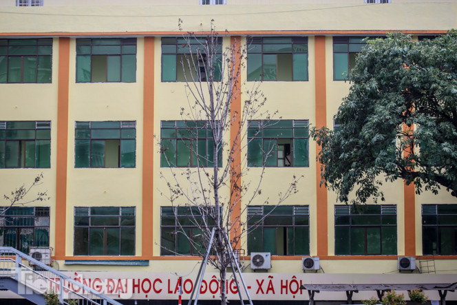 Gần 3 năm chăm sóc, hàng cây phong nứt toác, trụi lá ảnh 3