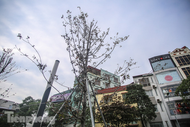 Gần 3 năm chăm sóc, hàng cây phong nứt toác, trụi lá ảnh 14