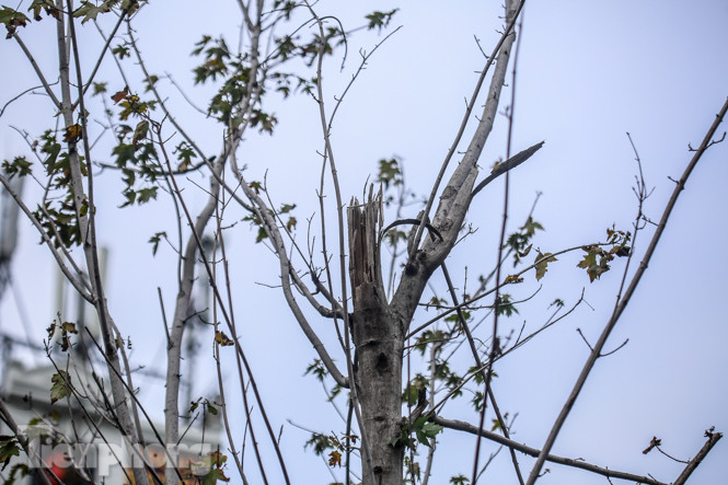 Gần 3 năm chăm sóc, hàng cây phong nứt toác, trụi lá ảnh 8