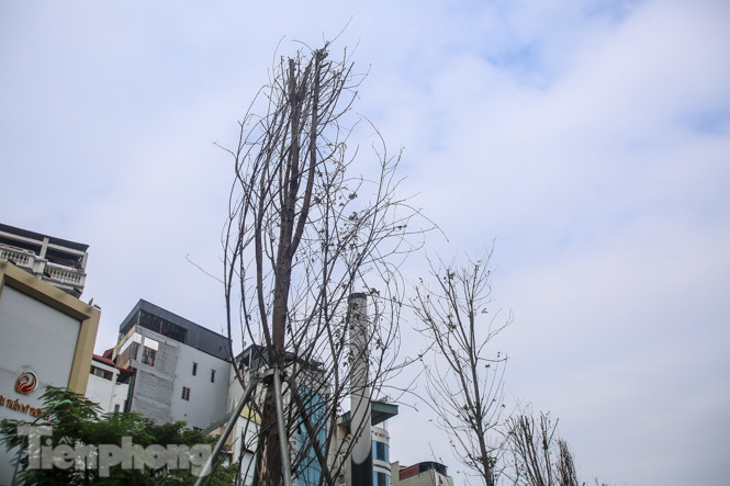 Gần 3 năm chăm sóc, hàng cây phong nứt toác, trụi lá ảnh 12