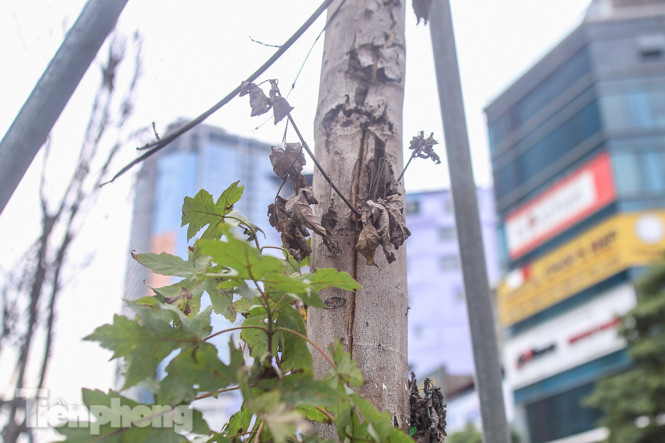 Gần 3 năm chăm sóc, hàng cây phong nứt toác, trụi lá ảnh 9