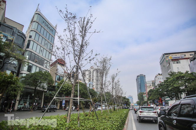 Gần 3 năm chăm sóc, hàng cây phong nứt toác, trụi lá ảnh 13