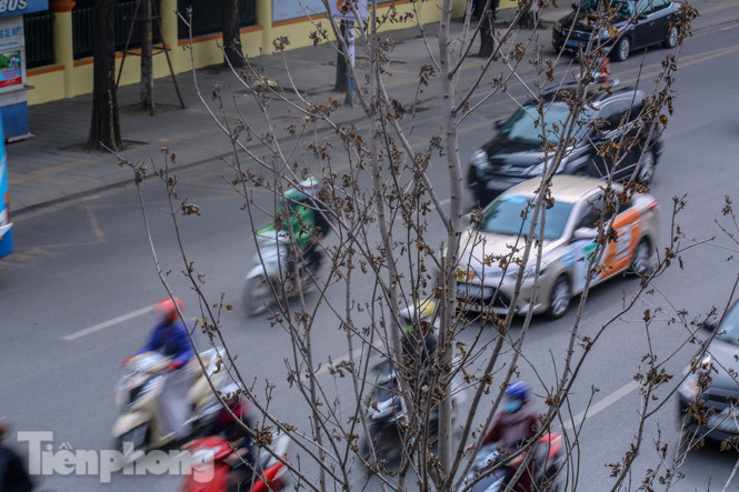 Gần 3 năm chăm sóc, hàng cây phong nứt toác, trụi lá ảnh 4