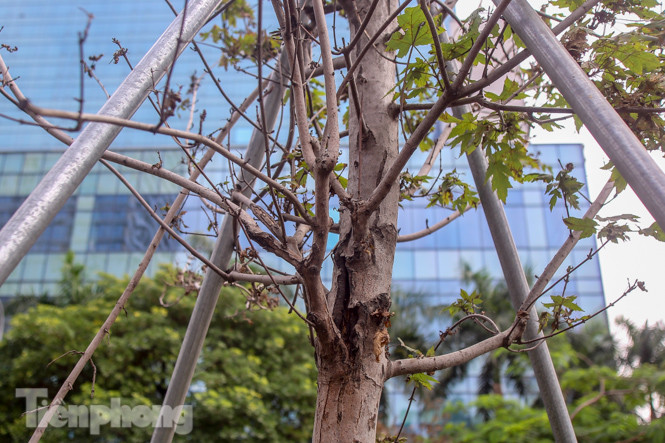 Gần 3 năm chăm sóc, hàng cây phong nứt toác, trụi lá ảnh 6