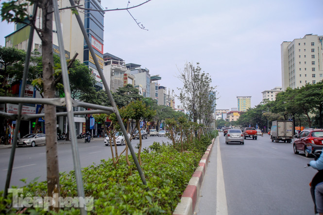 Gần 3 năm chăm sóc, hàng cây phong nứt toác, trụi lá ảnh 10