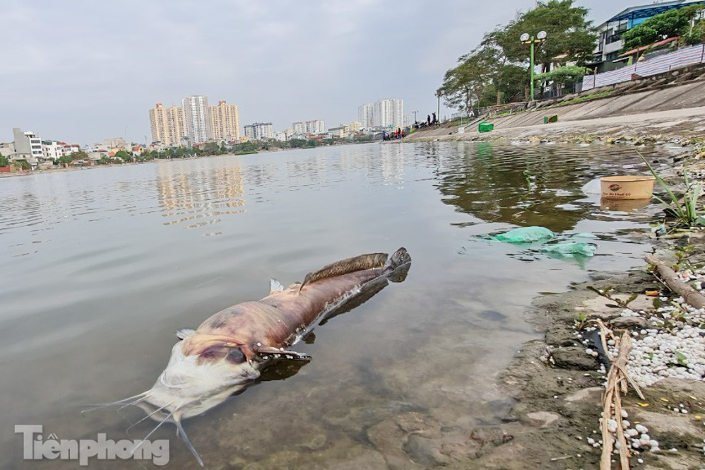 'Hô biến' hồ Định Công thành nơi câu cá dịch vụ, hốt bạc triệu mỗi ngày ảnh 13