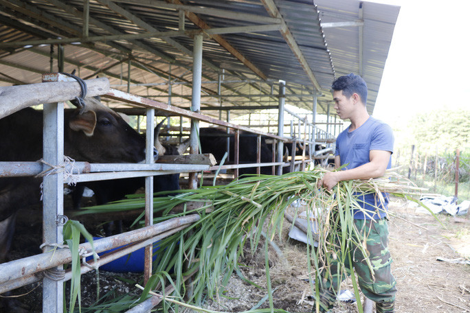 Bò tót gầy trơ xương được phục hồi và sinh con ảnh 4