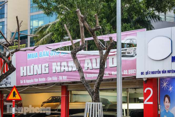 Số phận 7 cây sưa ‘bạc tỷ’ chết khô trên đường Nguyễn Văn Huyên ra sao? ảnh 11