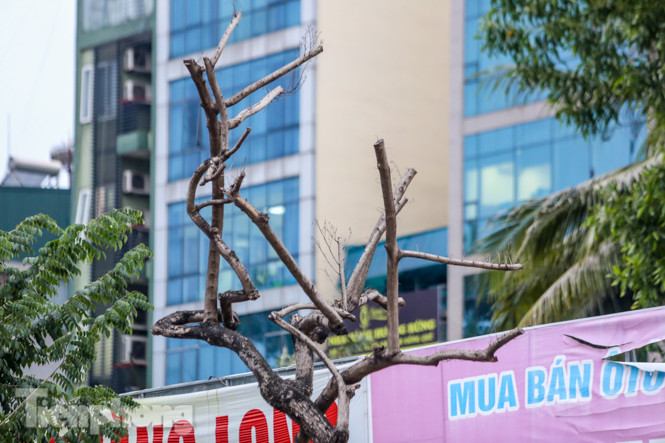 Số phận 7 cây sưa ‘bạc tỷ’ chết khô trên đường Nguyễn Văn Huyên ra sao? ảnh 9