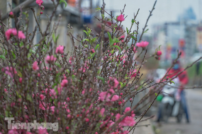 Đào nở sớm trước hai tháng, bắt đầu xuống phố đón Tết Dương lịch ảnh 3