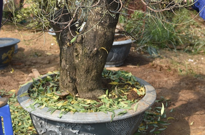 Dân làng đào Nhật Tân tất bật tuốt lá cho hoa nở đúng Tết Nguyên đán ảnh 15