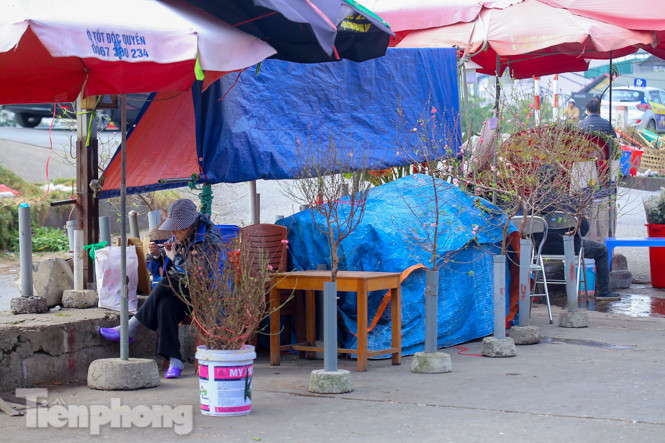 Đào nở sớm trước hai tháng, bắt đầu xuống phố đón Tết Dương lịch ảnh 1