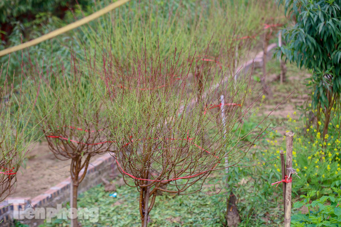 Đào nở sớm trước hai tháng, bắt đầu xuống phố đón Tết Dương lịch ảnh 11