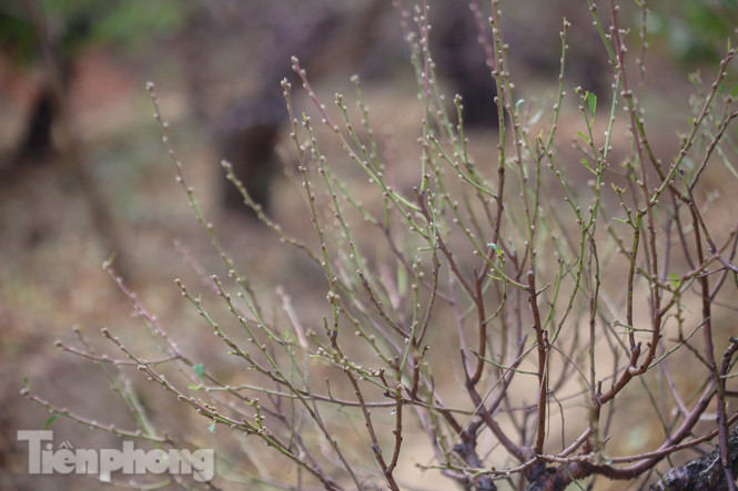 Đào nở sớm trước hai tháng, bắt đầu xuống phố đón Tết Dương lịch ảnh 12