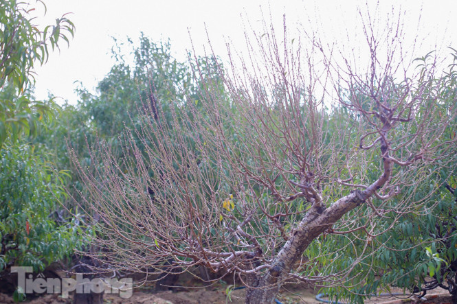 Đào nở sớm trước hai tháng, bắt đầu xuống phố đón Tết Dương lịch ảnh 13