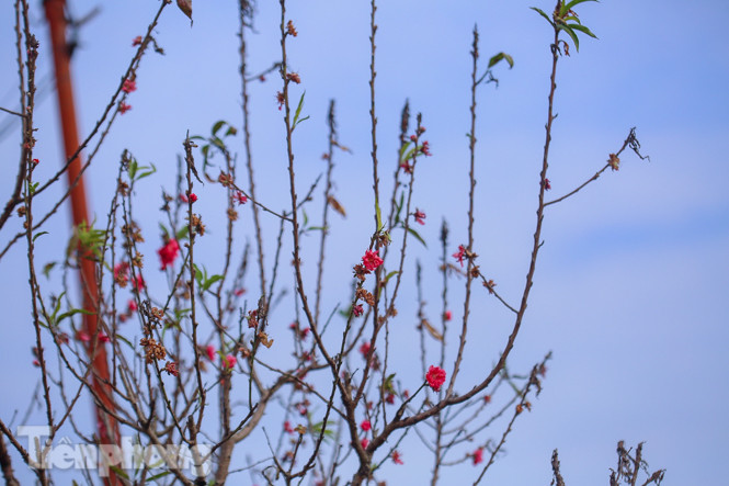 Đào nở sớm trước hai tháng, bắt đầu xuống phố đón Tết Dương lịch ảnh 10
