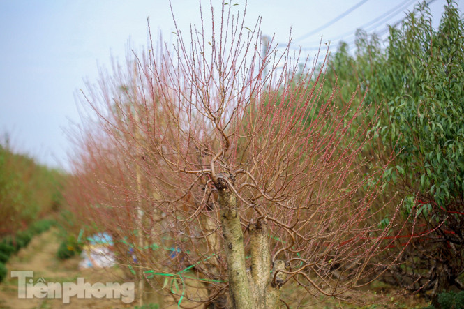 Đào nở sớm trước hai tháng, bắt đầu xuống phố đón Tết Dương lịch ảnh 14