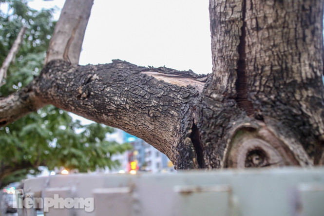 Số phận 7 cây sưa ‘bạc tỷ’ chết khô trên đường Nguyễn Văn Huyên ra sao? ảnh 13