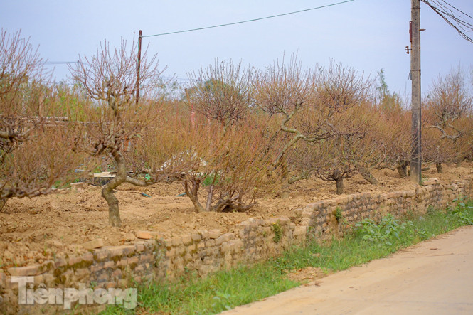 Đào nở sớm trước hai tháng, bắt đầu xuống phố đón Tết Dương lịch ảnh 6
