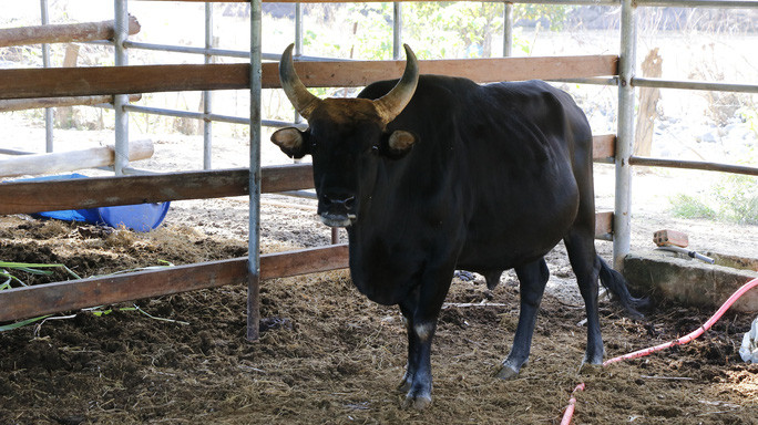 Bò tót gầy trơ xương được phục hồi và sinh con ảnh 5