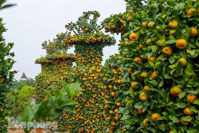 Quýt lục bình khổng lồ cao hơn 3m giá chục triệu 'chào hàng' đón Tết Tân Sửu ảnh 6