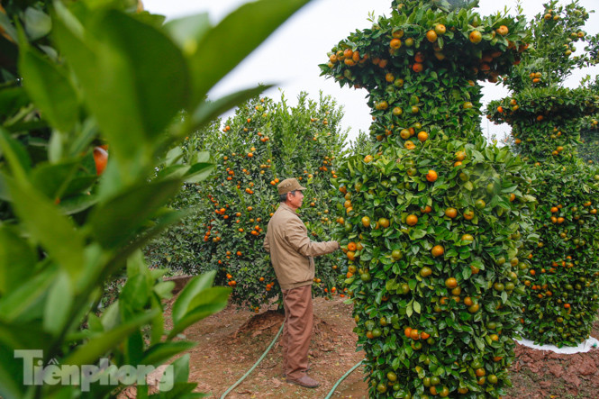 Quýt lục bình khổng lồ cao hơn 3m giá chục triệu 'chào hàng' đón Tết Tân Sửu ảnh 8