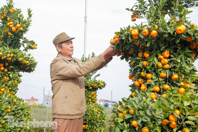 Quýt lục bình khổng lồ cao hơn 3m giá chục triệu 'chào hàng' đón Tết Tân Sửu ảnh 4