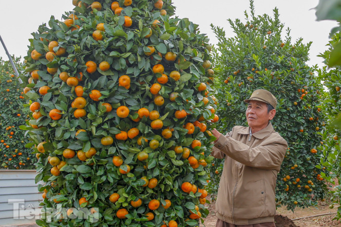 Quýt lục bình khổng lồ cao hơn 3m giá chục triệu 'chào hàng' đón Tết Tân Sửu ảnh 11