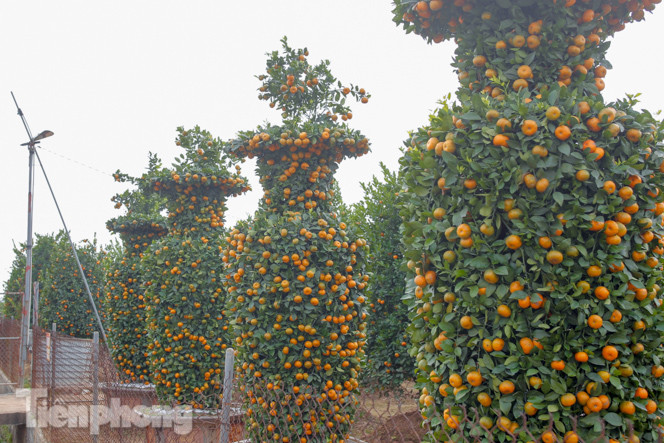 Quýt lục bình khổng lồ cao hơn 3m giá chục triệu 'chào hàng' đón Tết Tân Sửu ảnh 2