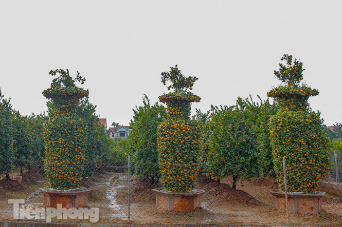 Quýt lục bình khổng lồ cao hơn 3m giá chục triệu 'chào hàng' đón Tết Tân Sửu ảnh 1