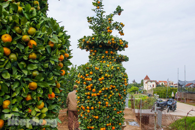 Quýt lục bình khổng lồ cao hơn 3m giá chục triệu 'chào hàng' đón Tết Tân Sửu ảnh 7