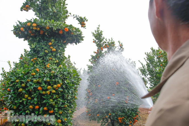 Quýt lục bình khổng lồ cao hơn 3m giá chục triệu 'chào hàng' đón Tết Tân Sửu ảnh 10