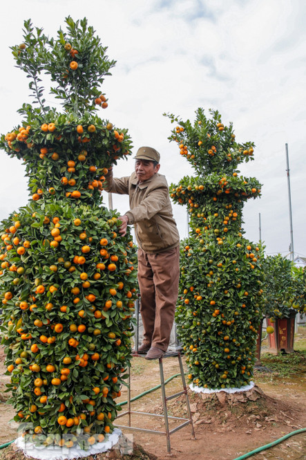 Quýt lục bình khổng lồ cao hơn 3m giá chục triệu 'chào hàng' đón Tết Tân Sửu ảnh 3