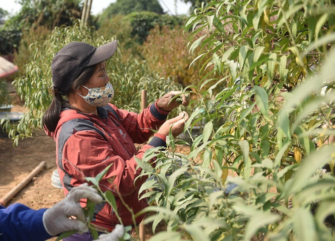 Dân làng đào Nhật Tân tất bật tuốt lá cho hoa nở đúng Tết Nguyên đán ảnh 12