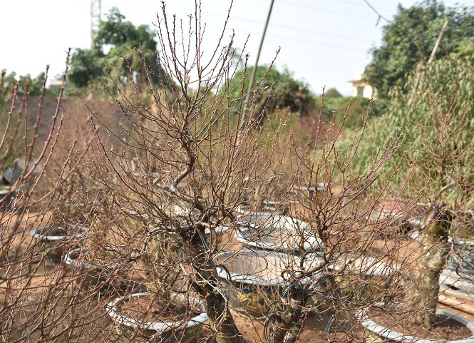 Dân làng đào Nhật Tân tất bật tuốt lá cho hoa nở đúng Tết Nguyên đán ảnh 16