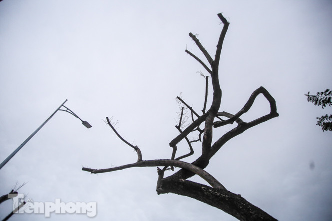 Số phận 7 cây sưa ‘bạc tỷ’ chết khô trên đường Nguyễn Văn Huyên ra sao? ảnh 4