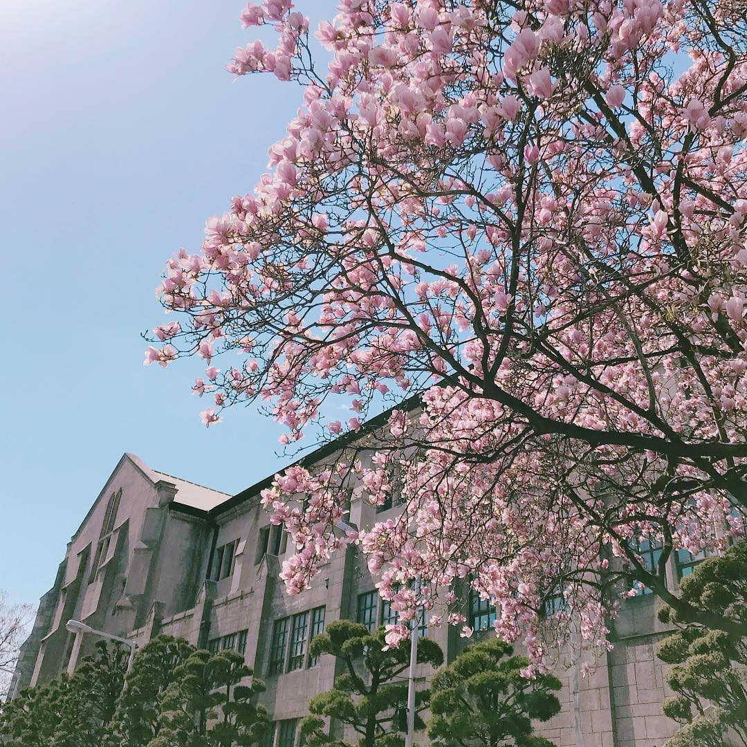 Đại học Ewha - cảnh đẹp như phim, thiên đường ẩm thực mê hoặc “team yêu Hàn Quốc” ảnh 4