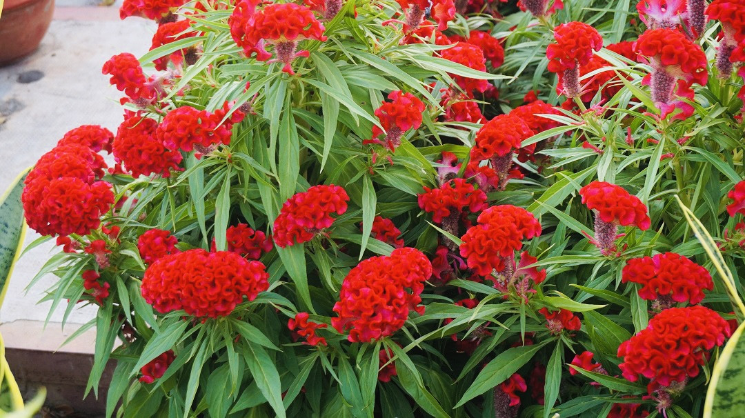 Sôi động cảnh hoa Tết miền Tây theo ghe lên thành phố ảnh 13